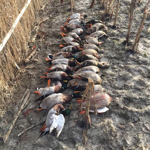 freshly hunted ducks in a row